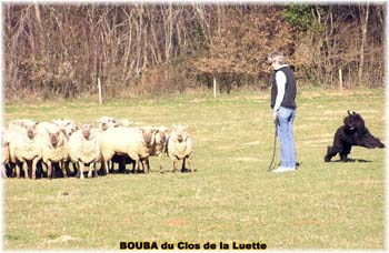 le bouvier des flandres et les moutons - Elevage du CLOS DE LA LUETTE - COPYRIGHT DEPOSE